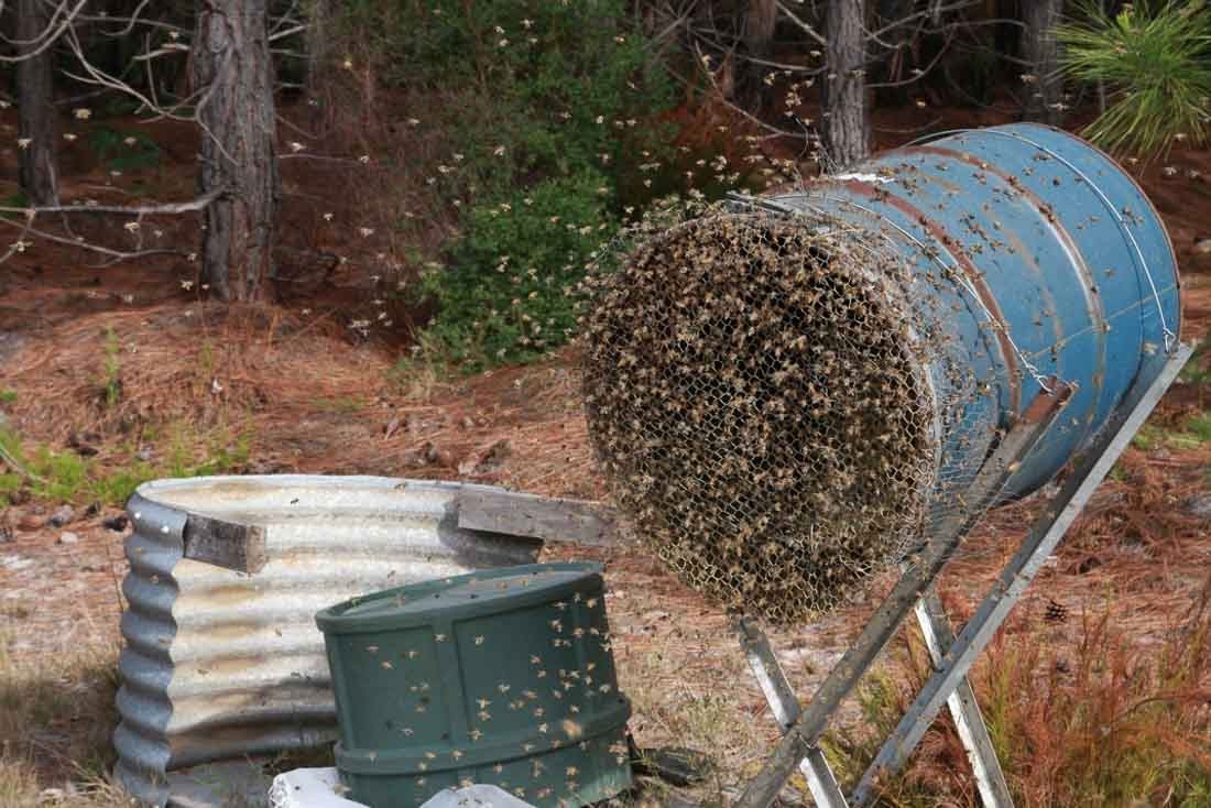 Beebuild pollen substitute-35